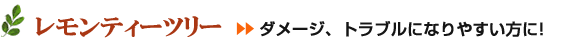 レモンティーツリー